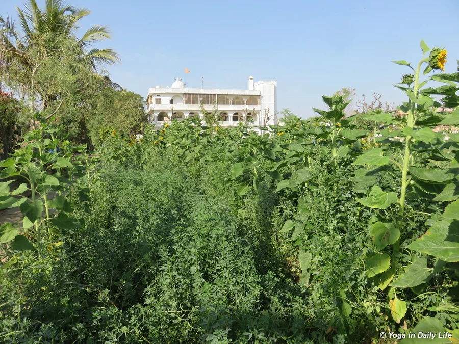 sunflowers intercropped with fenugreek